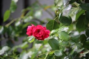 Picture of red rose flower