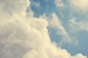 Bird in beautiful blue sky with white clouds