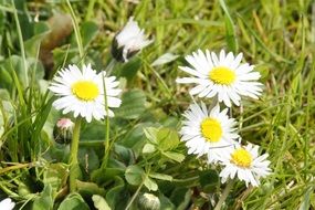 Summer daisies on the meadow