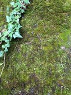 moss on a stone wall