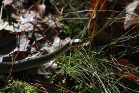 closeup view of grass snake on the forest cover