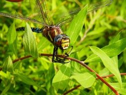 dragonfly on a bush in nature
