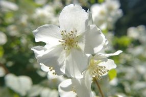 manchurian shrub