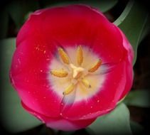 red tulip flower close