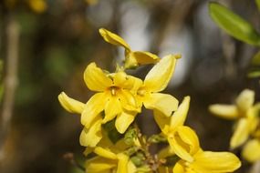 yellow forsythia flowers