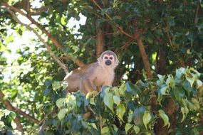 spider monkey on the tree on a blurred background