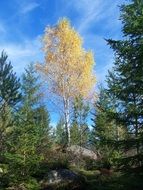 autumn birch in a forest in sweden