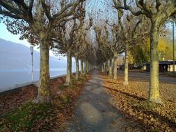 trail along the trees on the waterfront