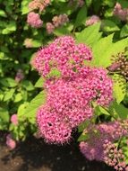 pink flowering of the garden plants