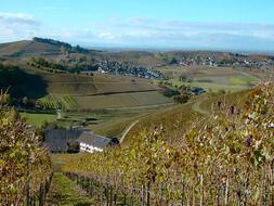 landscape of vineyard in the autumn season