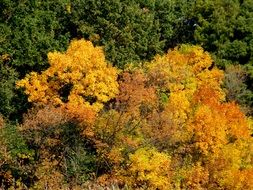 trees autumn