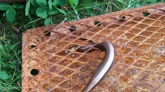 Slow worm near the green grass