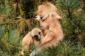 gibbons in green pine tree