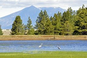 great blue herons in the widlife