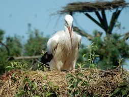 white stork in a nest