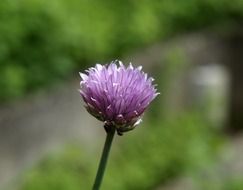 Beautiful chives blossom