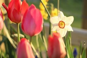 closeup picture of tulip and daffodil in the garden
