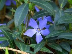 small periwinkle blossom