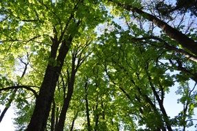 trees, sky, branches