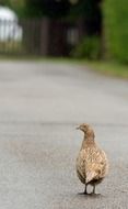 beautiful pheasant bird on the road