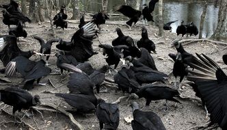 vultures louisiana nature