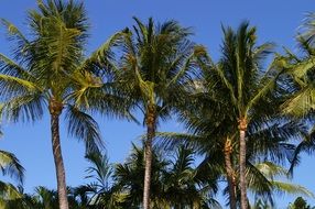 palm leaves in the blue sky