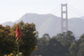 trees on the background of the red bridge in San Francisco