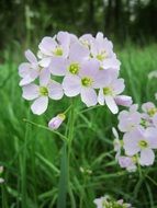 cardamine pratensis, cuckooflower, blossom close up on a blurred background