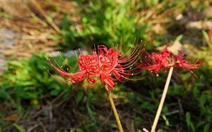 striking red flower