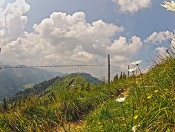 alpine meadows with flowers
