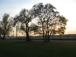 trees by the road at sunset