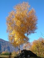 bright autumn birch