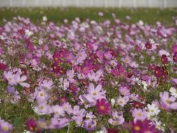 Natural flower garden