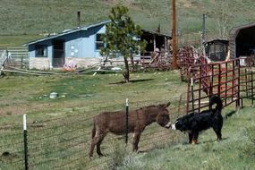 friendship donkey and bernese mountain dog