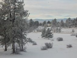 landscape of winter in the forest