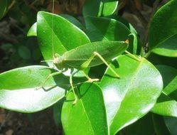 Green katydid on the green leaves in light