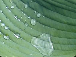 raindrops on a green plant