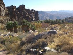 palm trees in valley among rocks, usa, california