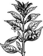 leaves flower as a drawing
