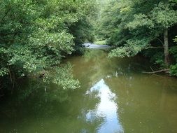 photo of a green forest river