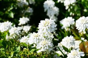 candytuft evergreen plant