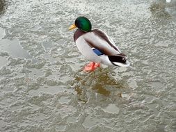 duck on a frozen pond