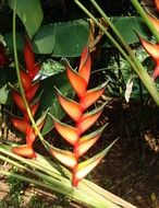 erect lobster claw