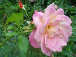 pale pink rose in the orchard