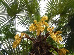 picture of the hemp palm