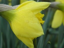 dew drops on a yellow bud