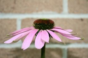 pink coneflower on a brick wall background