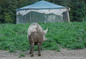 photo of dirty home pig