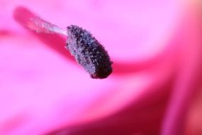 violet stamen of pink flower