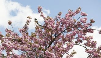 stunning spring blossom